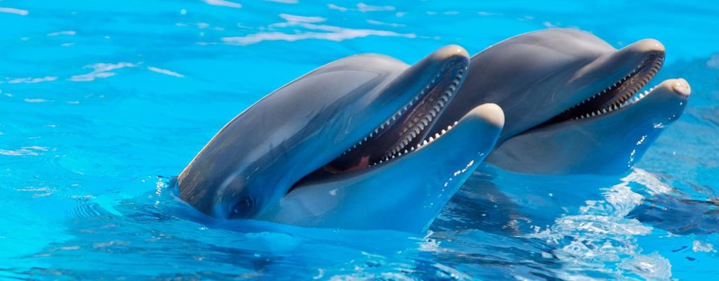 Watching Dolphins (1)